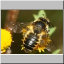 Megachile centuncularis - Blattschneiderbiene 01b 10mm - Sandgrube Niedringhaussee.jpg